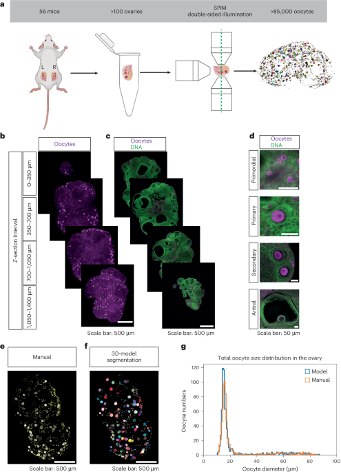 Three-dimensional mapping of intact ovaries reveals the aging dynamics of the ovarian reserve