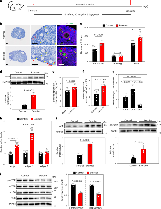 Physical activity delays ovarian aging in part through adiponectin-related signaling pathways