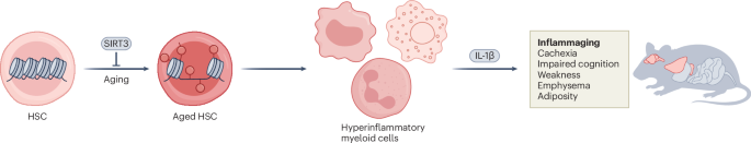 Maladaptive trained immunity as a hematopoietic stem cell driver of inflammaging
