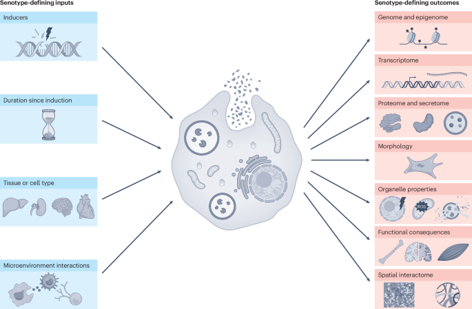 Senotypes define the diverse landscape of senescent cells
