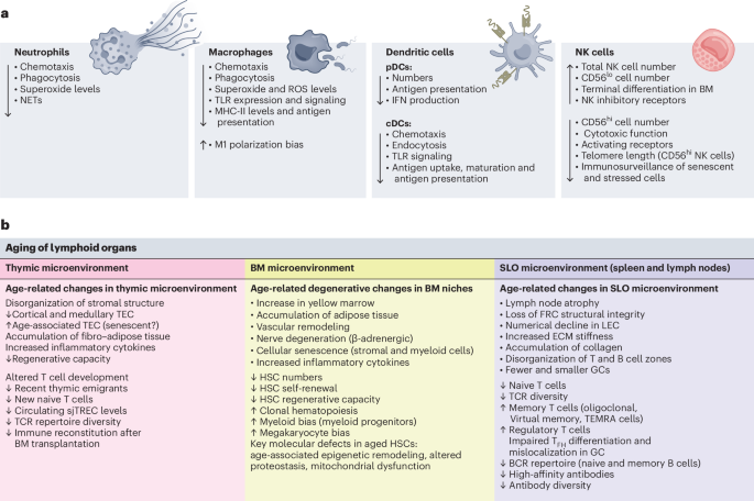 Bioengineering strategies to interrogate and modulate the aging immune system
