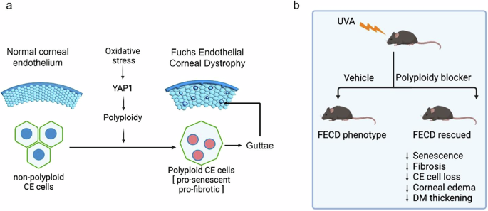 Ultraviolet-A light-induced chronic hyperploidization causes fibrosis in post-mitotic cells affected by Fuchs endothelia