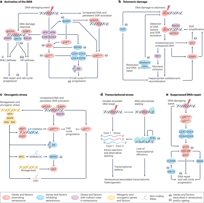 Genomic, epigenomic and transcriptomic regulation of cellular senescence