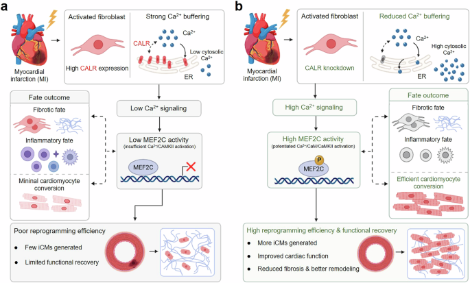 Calr-mediated calcium buffering: a molecular barrier to in vivo cardiac reprogramming