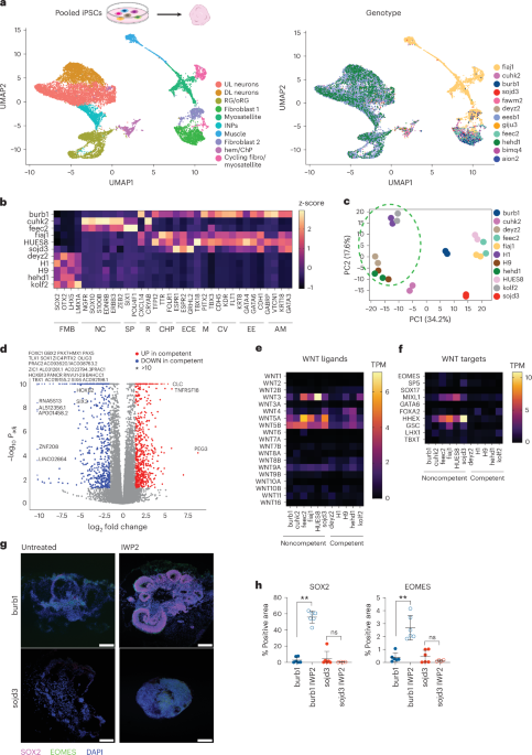 Reversible epiblast regionalization determines differentiation potential of human pluripotent stem cells