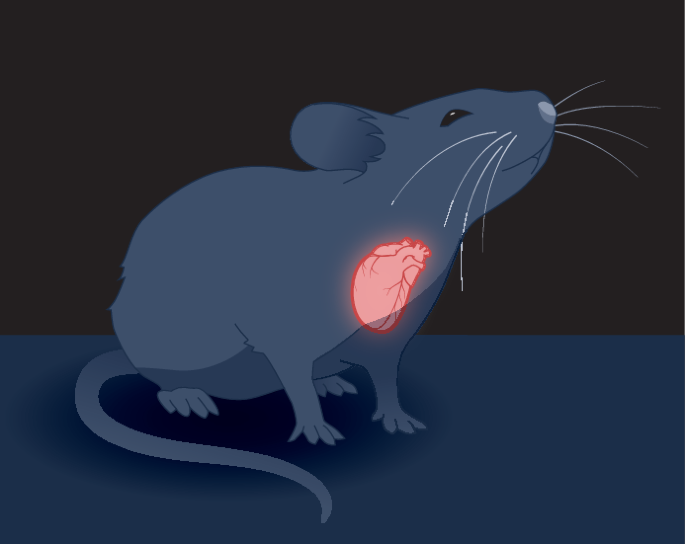 How the discovery of mammalian regeneration shapes translational efforts