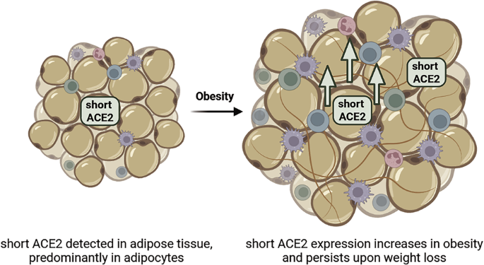 The short ACE2 isoform is upregulated in adipose tissue from women with obesity