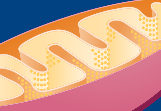 Mitochondrial uncoupling therapy reduces established atherosclerosis in mice