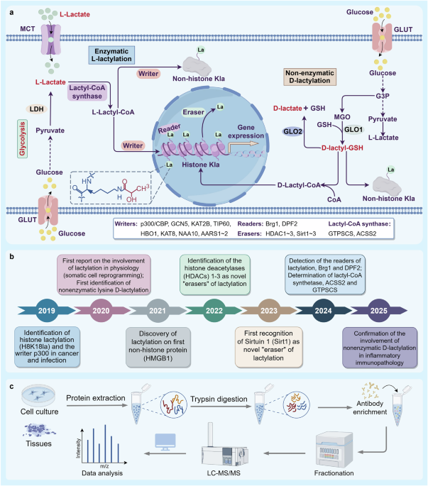 Protein lactylation in health and diseases: molecular mechanisms, biological significance, and clinical implications