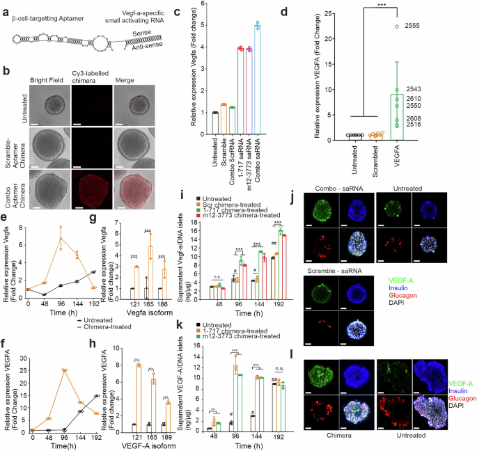 β-cell-targeted RNA activation of vascular endothelial growth factor-A improves islet transplantation