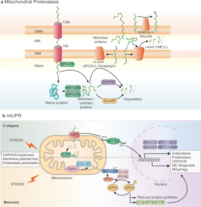 Mitochondrial quality control in health and disease: mechanisms and therapeutic targets
