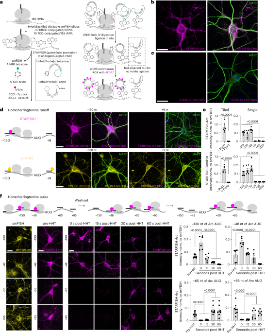 Dendritic translation and neuroproteasome-mediated degradation of endogenous tau revealed by STARFISH