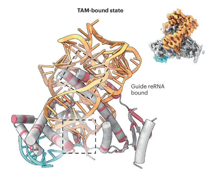 Designing non-natural RNA-guided nucleases