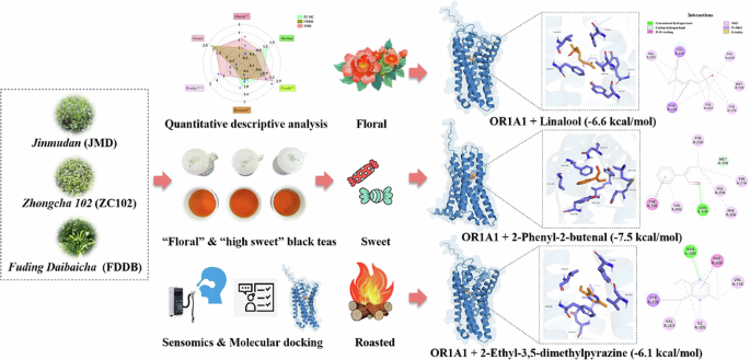 Characterization of key odorants in three black tea cultivars using sensomics and molecular docking