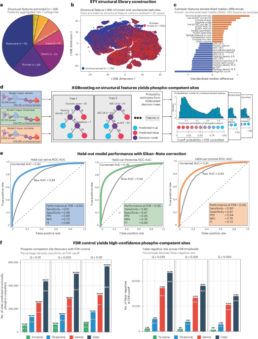 An AI-enabled structural atlas decodes kinase specificity across the human proteome