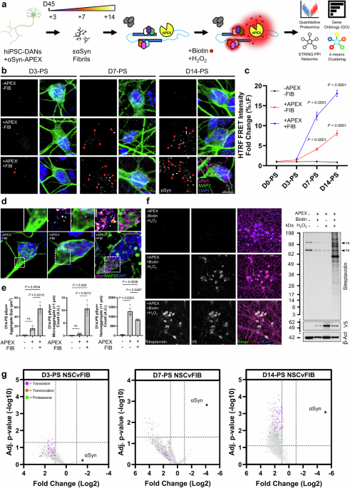 α-Synuclein blocks endoplasmic reticulum co-translational protein translocation early in Parkinson’s disease