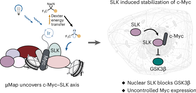 Photoproximity labeling of c-Myc reveals SLK as a cancer-specific co-regulator