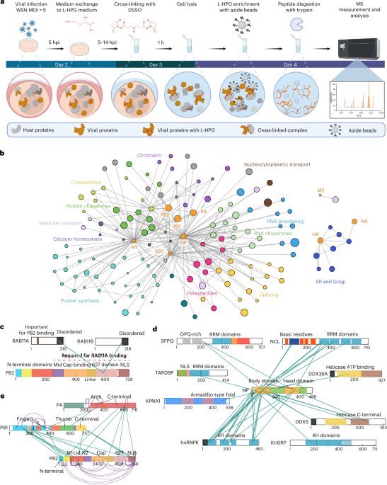 Mapping in-cell protein contact sites reveals hijacking of paraspeckles during influenza A virus infection