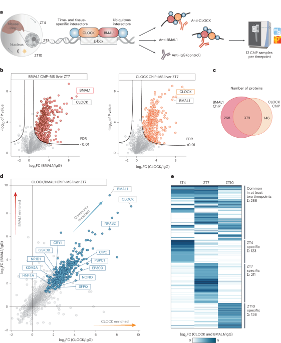 CLOCK/BMAL1 interactome uncovers homeodomain factors as tissue regulators