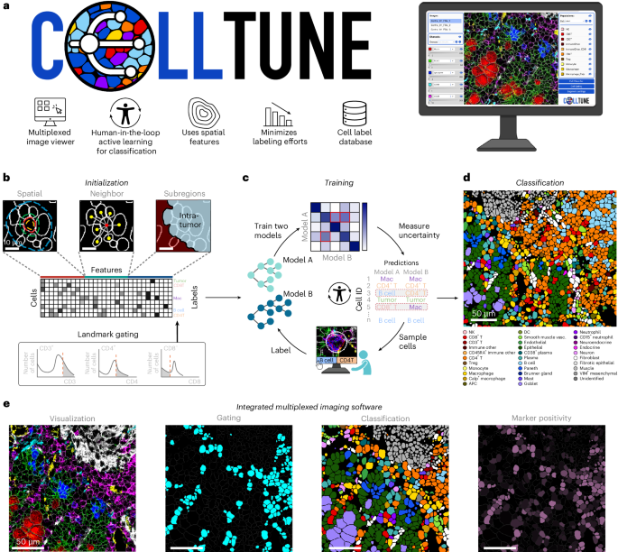 CellTune: an integrative software for accurate cell classification in spatial proteomics