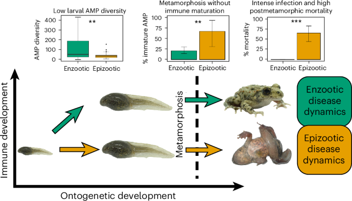 Early maturation of host antimicrobial peptide defences is associated with host–pathogen coexistence