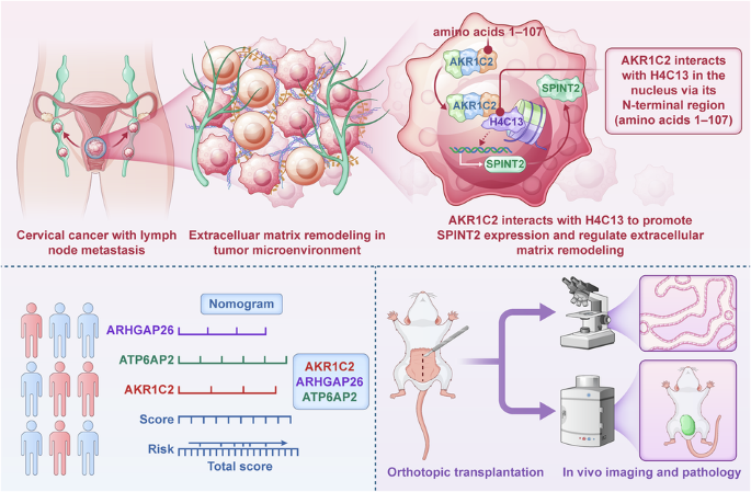 AKR1C2 promotes lymph node metastasis in cervical cancer via a non-canonical nuclear function