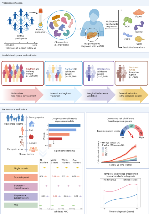 Plasma proteomics framework predicts metabolic dysfunction-associated steatotic liver disease up to 16 years before onse