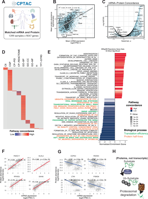 Pan-cancer proteogenomic interrogation of the ubiquitin-proteasome system