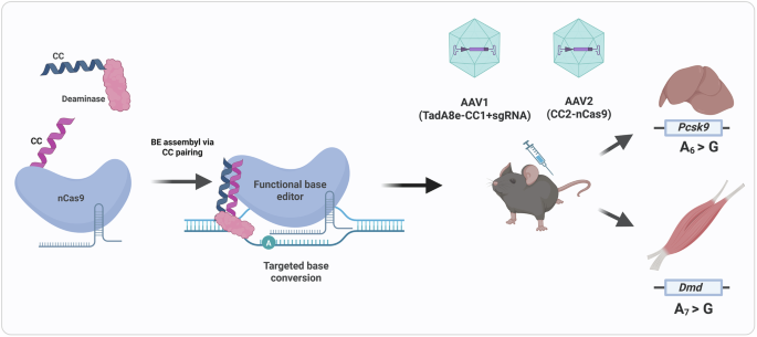 Molecular velcro for precision genome repair