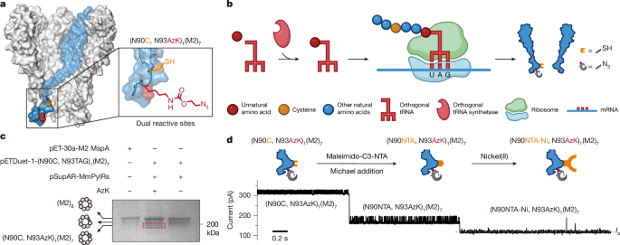 Sequential reading of a stepwise-shortened peptide immobilized on nanopore