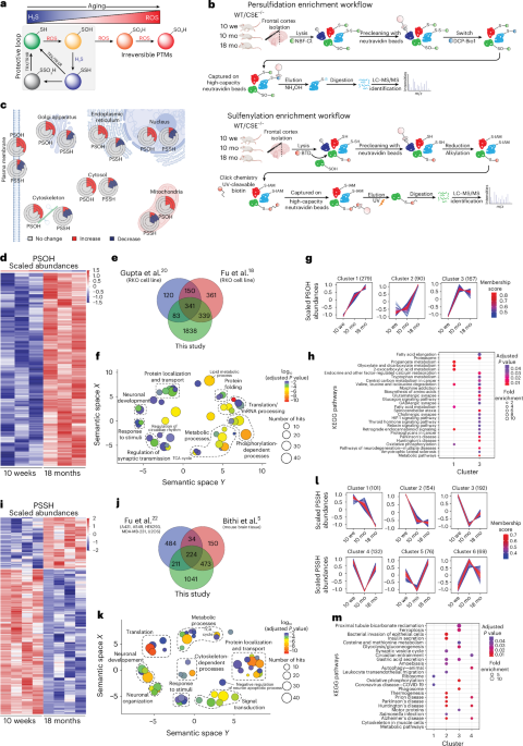 Protein thiol alterations drive pathologic liquid–liquid phase separation in the aging brain