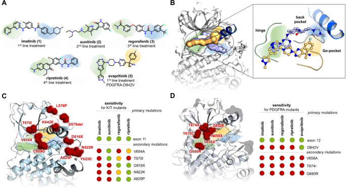 Structure-based scaffold hopping reveals strategies to overcome oncogenic KIT and PDGFRA mutation-driven drug-resistance