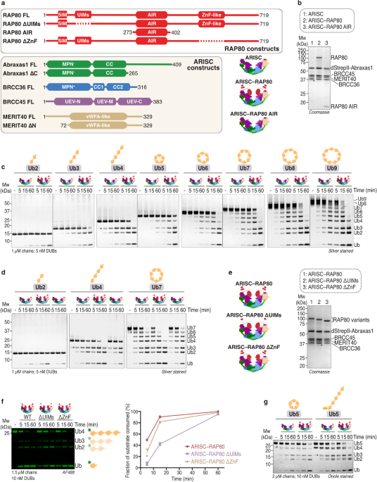 Mechanism of K63-linked polyubiquitin recognition and cleavage by the BRCA1-A complex