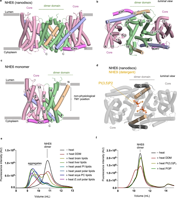 Structure of NHE6 and its lipid-mediated interactions regulating endosomal pH