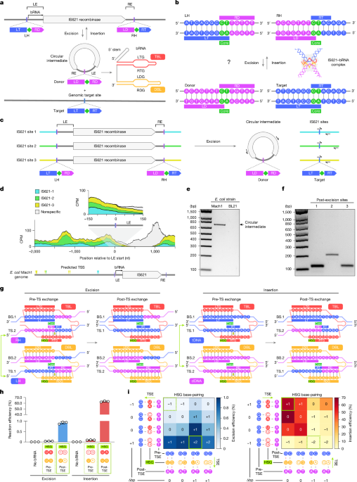 Structural mechanism governing the directionality of bridge recombination