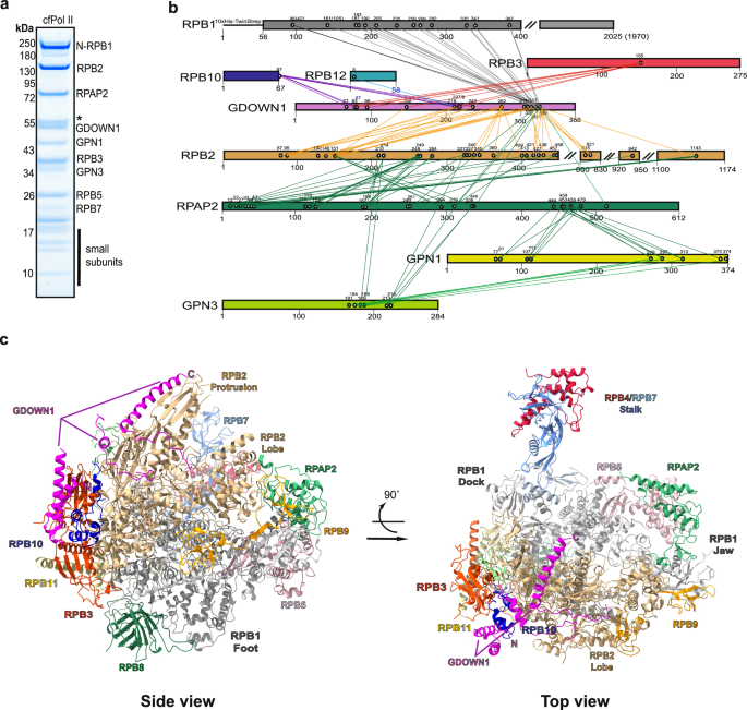 Structure of human cytoplasmic Pol II complex explains global transcription repression by GDOWN1
