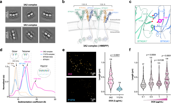 Phosphoantigen-driven dissociation of butyrophilin oligomers activates γδ T cells