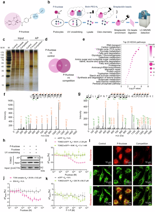 Fructose directly remodels the translocase of the outer membrane to impair oxidative phosphorylation in podocytes