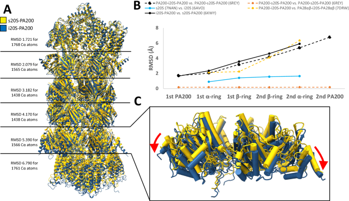 PA200 modulates immunoproteasome structure and activity