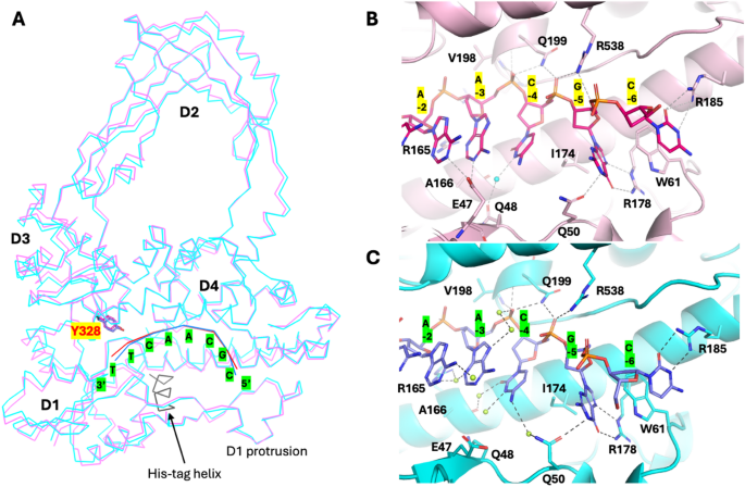 New Insights into Binding of G-segment DNA to the Active Site of Escherichia coli Topoisomerase III