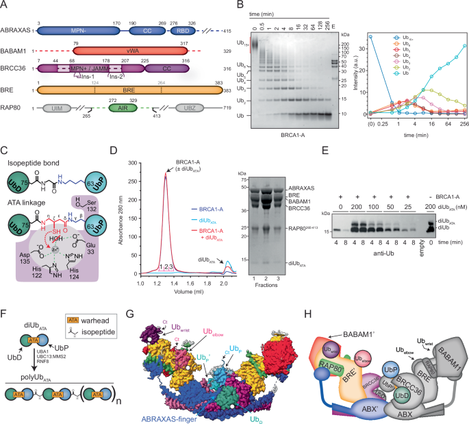 A ubiquitin chain-feeding mechanism for BRCA1-A
