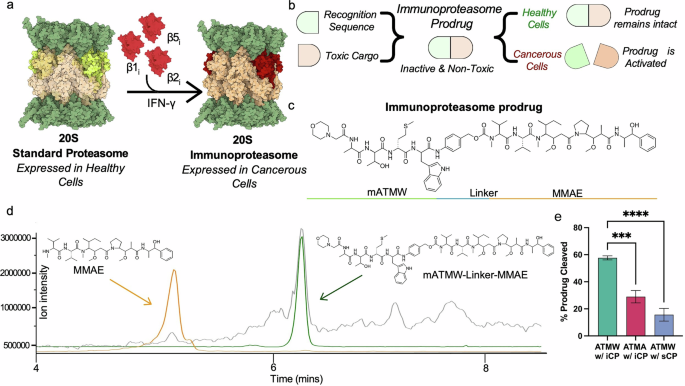 From probe to prodrug: immunoproteasome activity as a trigger for disease-selective therapeutics